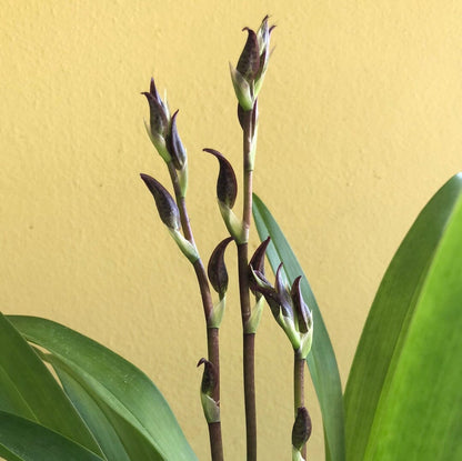Oncidium Alliance: Colmanara Massai 'Splash' - In SPIKE! Oncidium La Foresta Orchids 