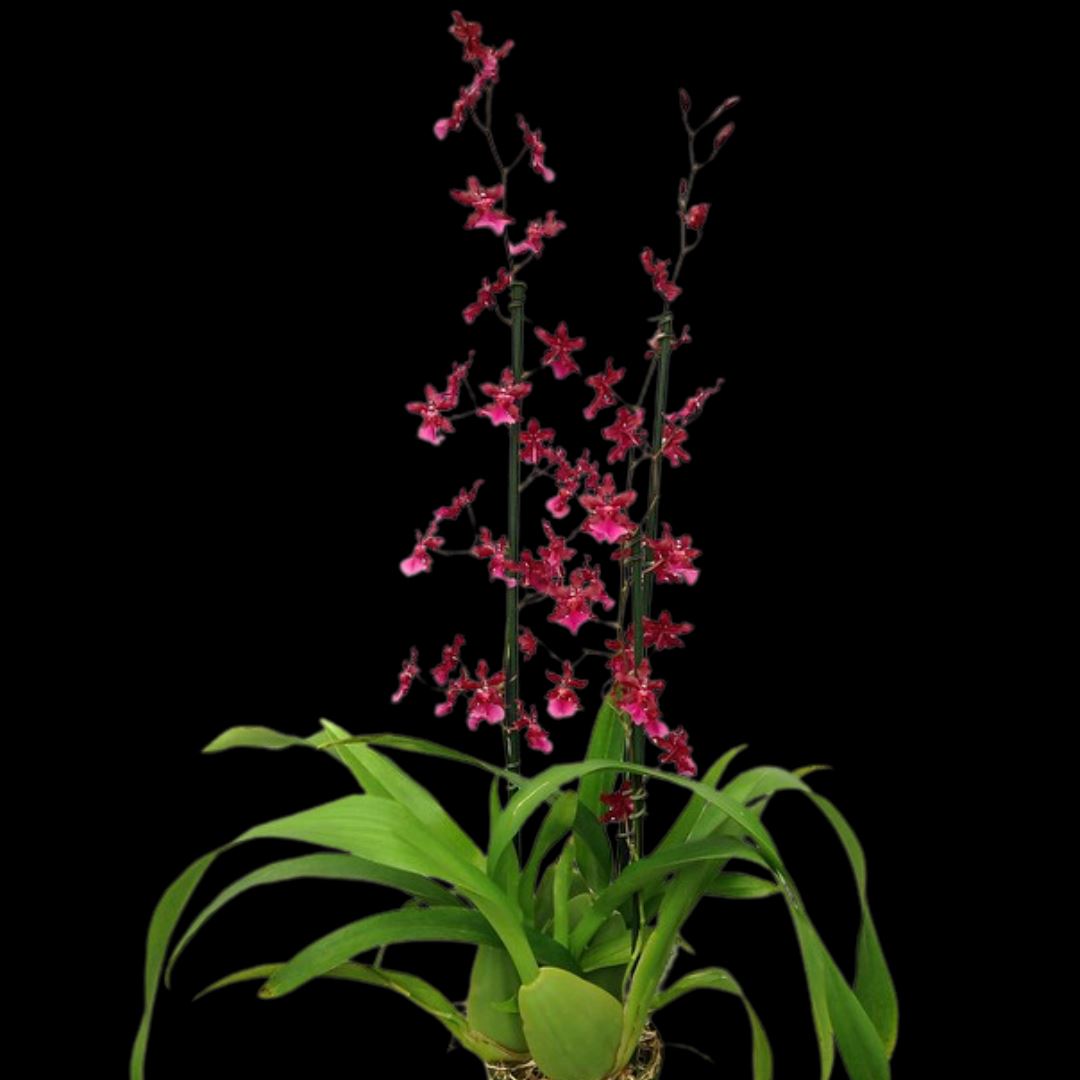Oncidium Alliance: Oncidium Sharry Baby 'Red Fantasy' Oncidium La Foresta Orchids