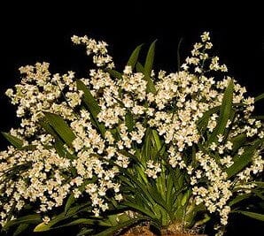 Oncidium Alliance - Oncidium Twinkle 'Fantasy' Oncidium La Foresta Orchids