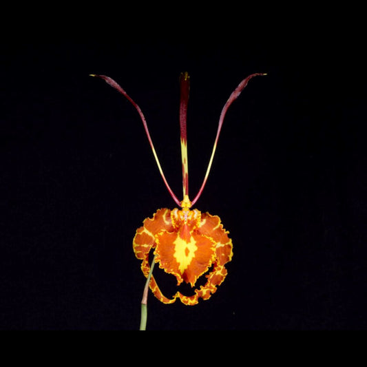Oncidium Alliance - Psychopsis papilio Psychopsis La Foresta Orchids var. tipo