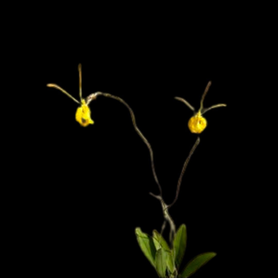 Oncidium Alliance - Psychopsis papilio var. alba Psychopsis La Foresta Orchids 