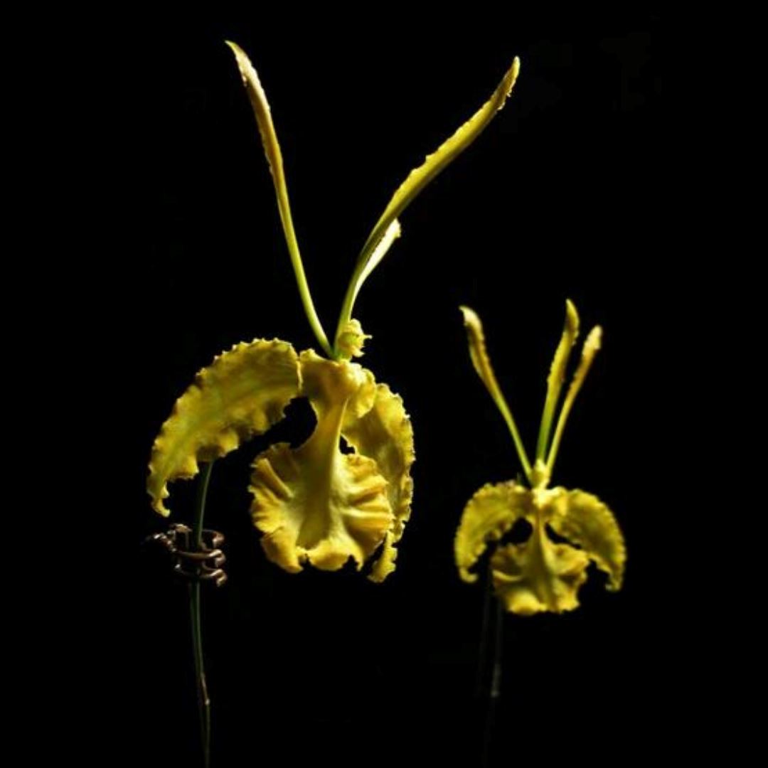 Oncidium Alliance - Psychopsis papilio var. alba Psychopsis La Foresta Orchids 