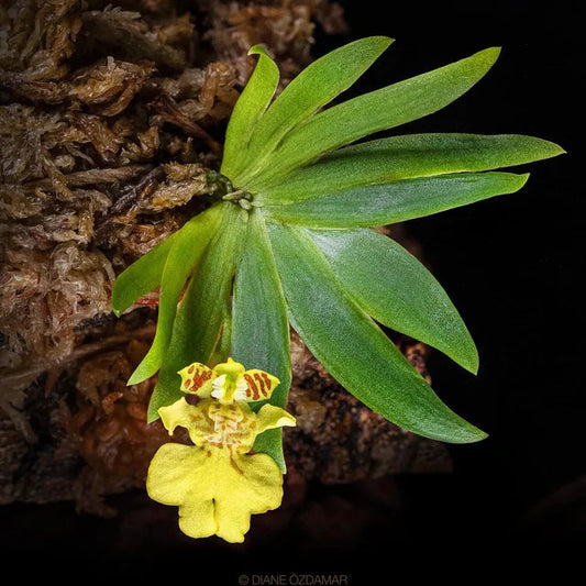 Oncidium Alliance: Psygmorchis pusilla Oncidium La Foresta Orchids