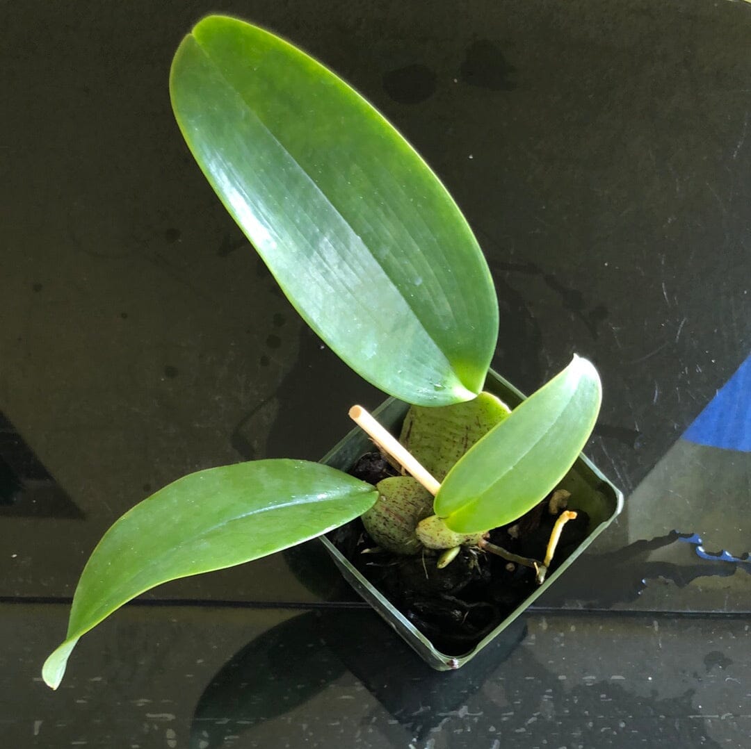 Oncidium Alliance - Rossioglossum ampliatum Oncidium La Foresta Orchids 