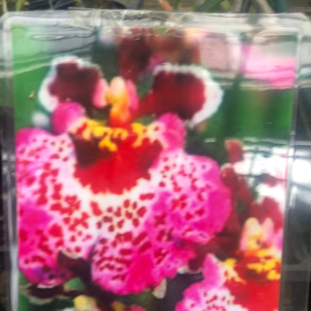 Oncidium Alliance - Tolumnia Hybrids Tolumnia La Foresta Orchids Jairak Firm ‘Rainbow Strawberry’ 