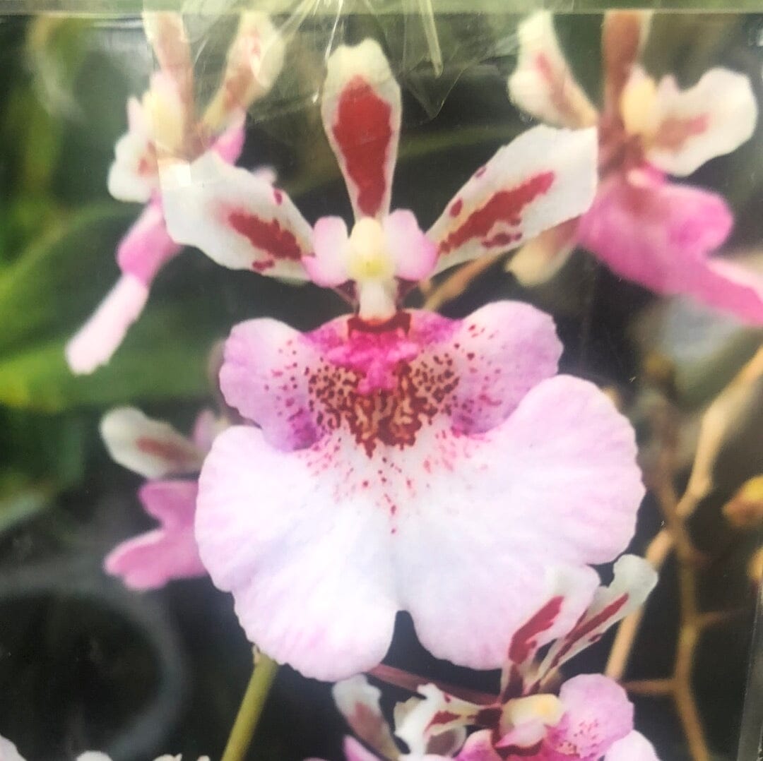 Oncidium Alliance - Tolumnia Hybrids Tolumnia La Foresta Orchids Jairak Firm ‘Sweet Pink’ 