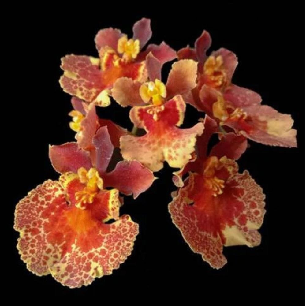 Oncidium Alliance - Tolumnia Hybrids Tolumnia La Foresta Orchids Jairak Flyer 'Sahara' 
