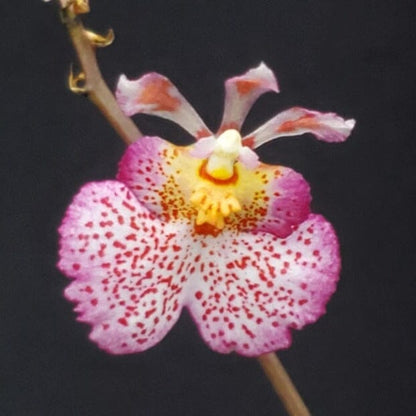 Oncidium Alliance - Tolumnia Orchids Hybrids Tolumnia La Foresta Orchids Jairak Firm No. 642 