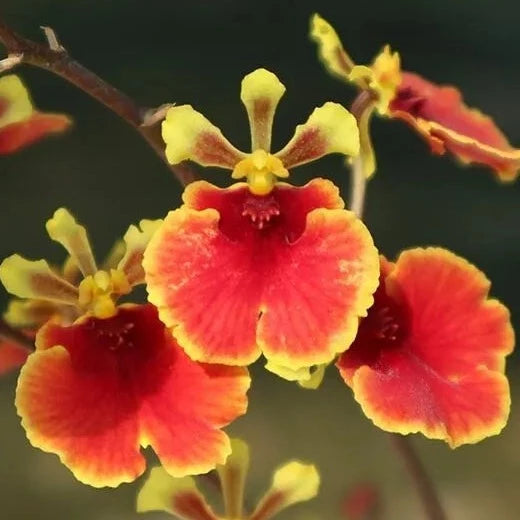 Oncidium Alliance - Tolumnia Orchids Hybrids Tolumnia La Foresta Orchids Jairak Firm No. 703 