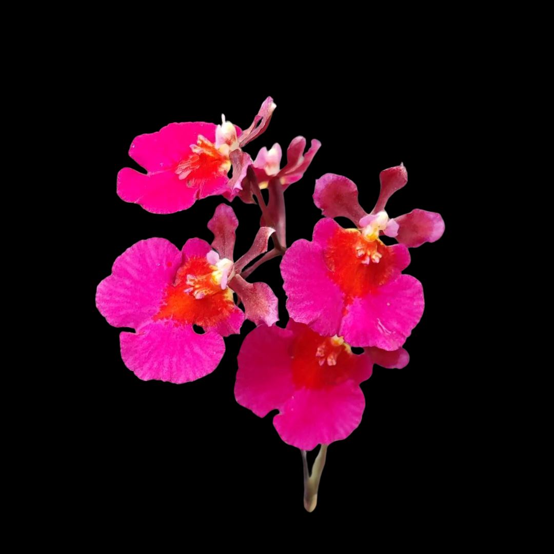 Oncidium Alliance - Tolumnia Orchids Hybrids Tolumnia La Foresta Orchids Jairak Flyer 'Gules' 