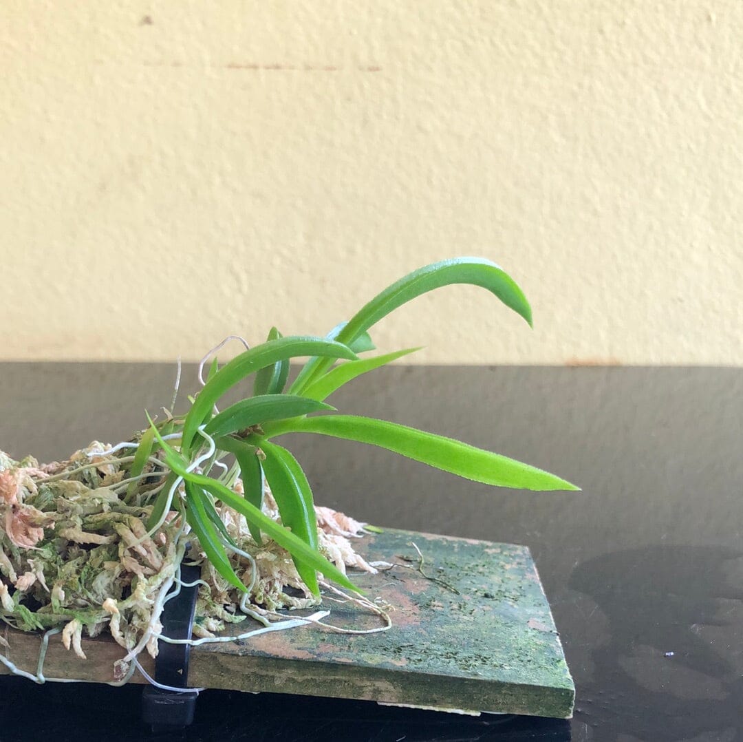 Oncidium Alliance - Tolumnia variegata Tolumnia La Foresta Orchids