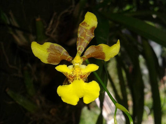 Oncidium longipes - In BLOOM! Oncidium La Foresta Orchids 