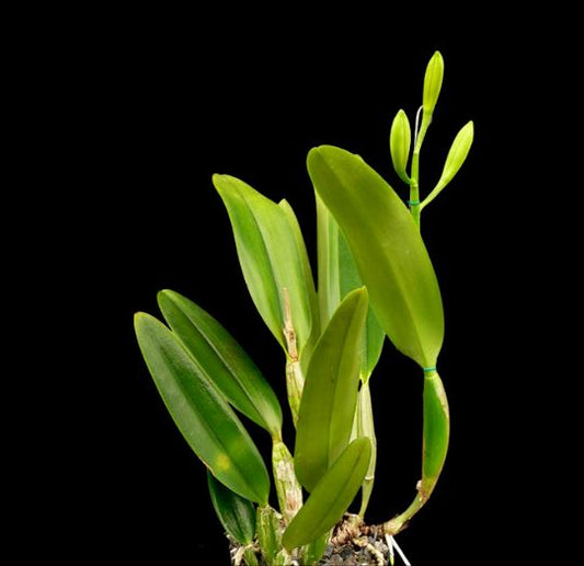 Orchids Collector’s Gift Monthly Packages Deliveries Gifts Bundles La Foresta Orchids