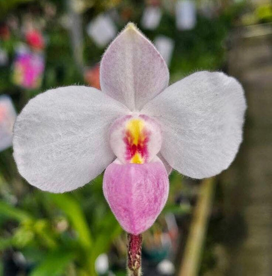 Paphiopedilum delenatii Paphiopedilum La Foresta Orchids