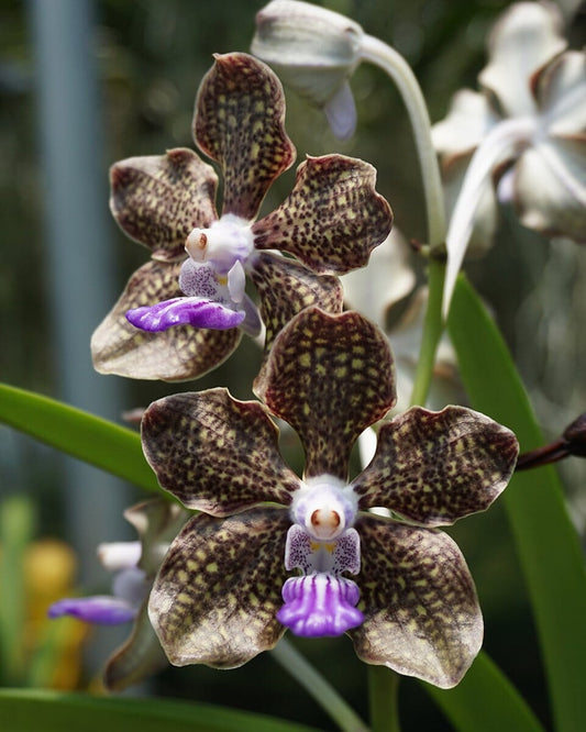 Papilionanda Mimi Palmer Vanda La Foresta Orchids
