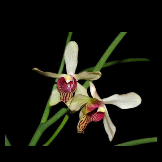 Papilisia taiwaniana Papilisia La Foresta Orchids