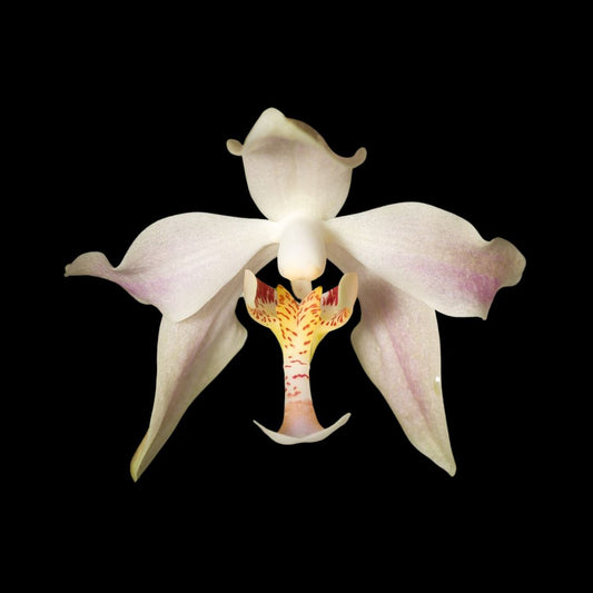 Paraphalaenopsis laycockii Paraphalaenopsis La Foresta Orchids