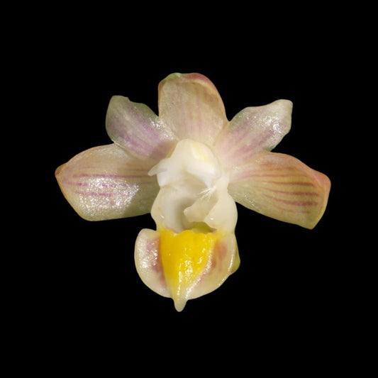 Pelatantheria bicuspidata Pelatantheria La Foresta Orchids