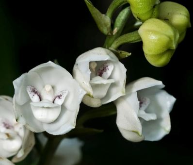 Peristeria elata Peristeria La Foresta Orchids