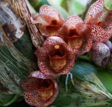 Peristeria pendula Peristeria La Foresta Orchids