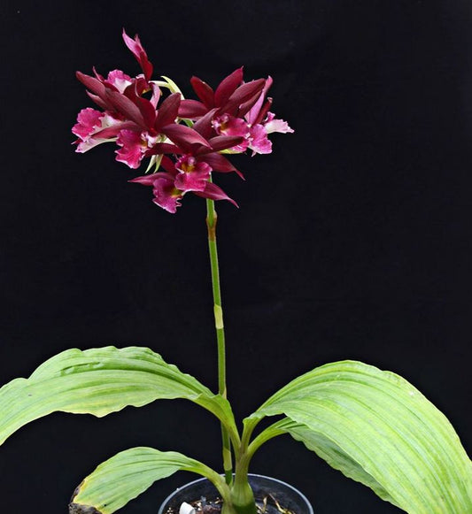 Phaiocalanthe Kryptonite x Calanthe Grouville 'Red' Phaius La Foresta Orchids