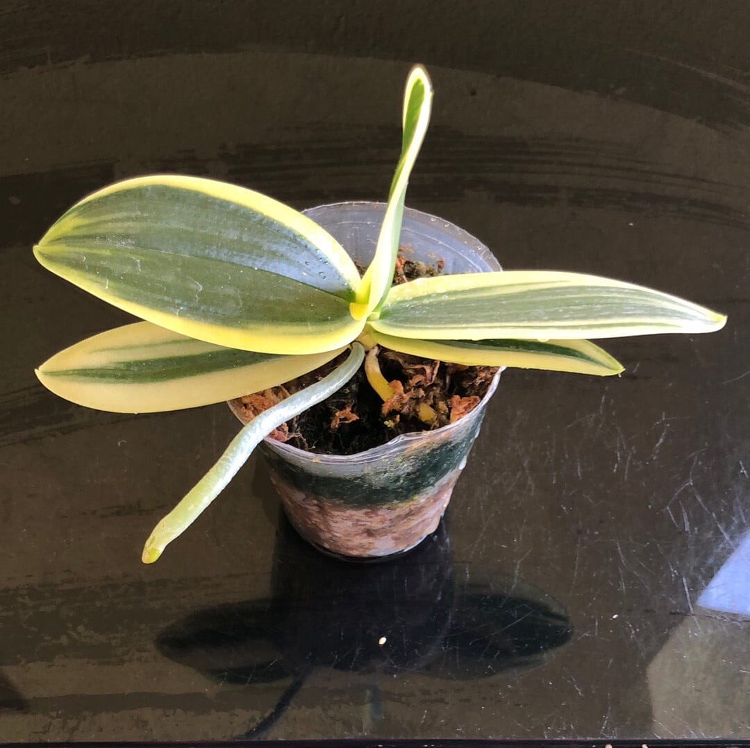 Phalaenopsis amabilis - a Variegated Orchid! Phalaenopsis La Foresta Orchids 
