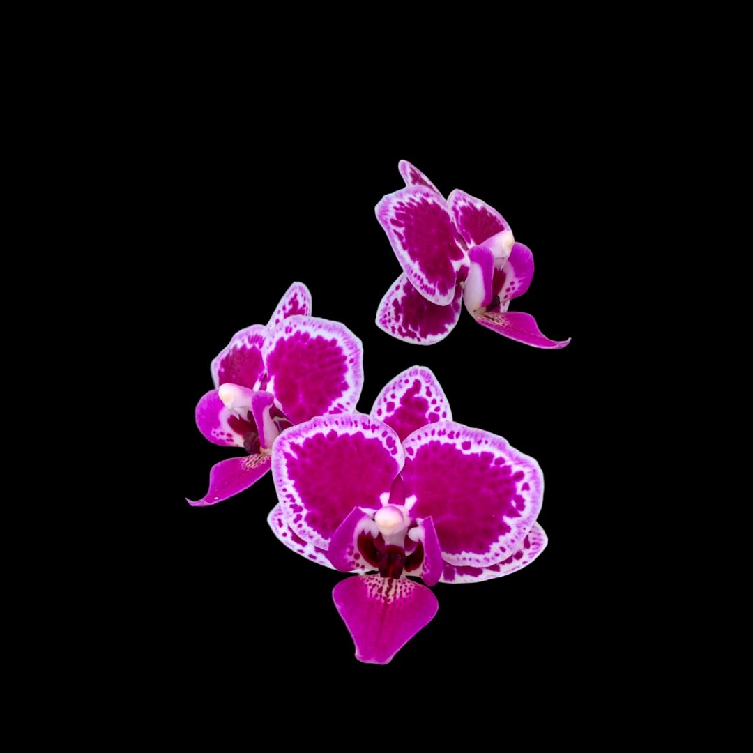 Phalaenopsis Chia E Yenlin 'Variegata' Phalaenopsis La Foresta Orchids 