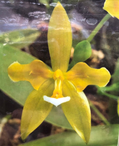 Phalaenopsis cornu-cervi var. alba - a Peloric 2 Eyes! Phalaenopsis La Foresta Orchids 