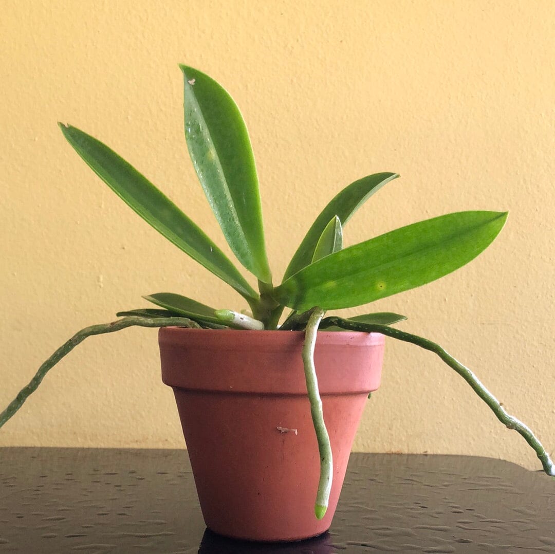 Phalaenopsis cornu-cervi var. alba ‘Peloric 2 Eyes’ Phalaenopsis La Foresta Orchids 
