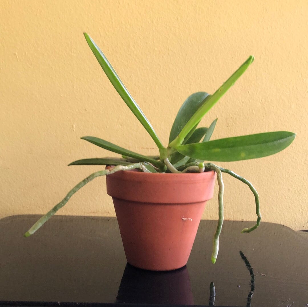 Phalaenopsis cornu-cervi var. alba ‘Peloric 2 Eyes’ Phalaenopsis La Foresta Orchids 