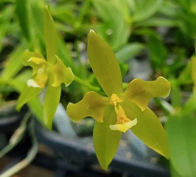 Phalaenopsis cornu-cervi var. alba Phalaenopsis La Foresta Orchids 
