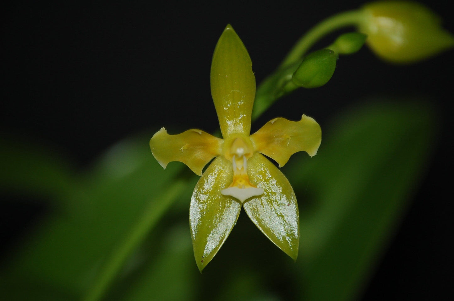 Phalaenopsis cornu-cervi var. alba Phalaenopsis La Foresta Orchids 