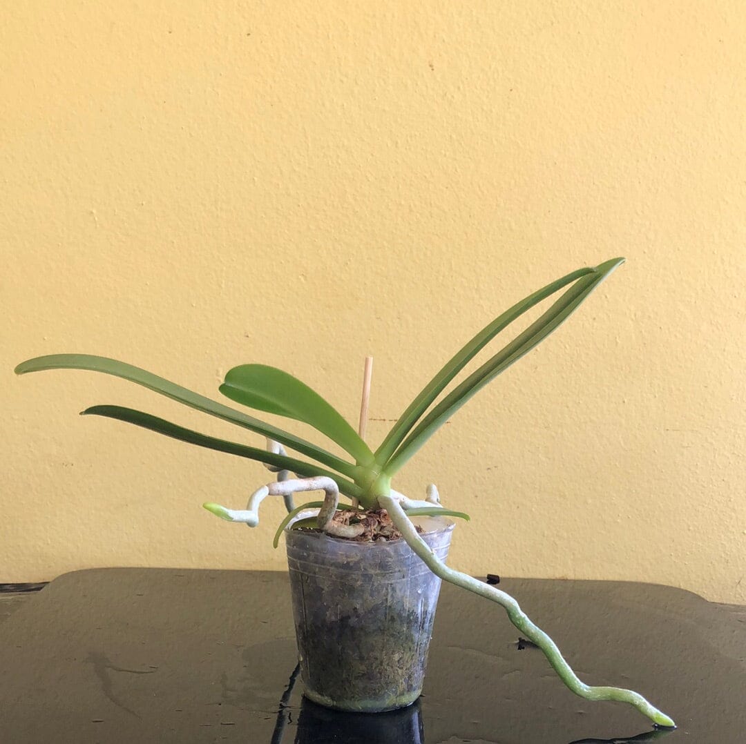 Phalaenopsis cornu-cervi var vini 'Wan-Kou' Phalaenopsis La Foresta Orchids