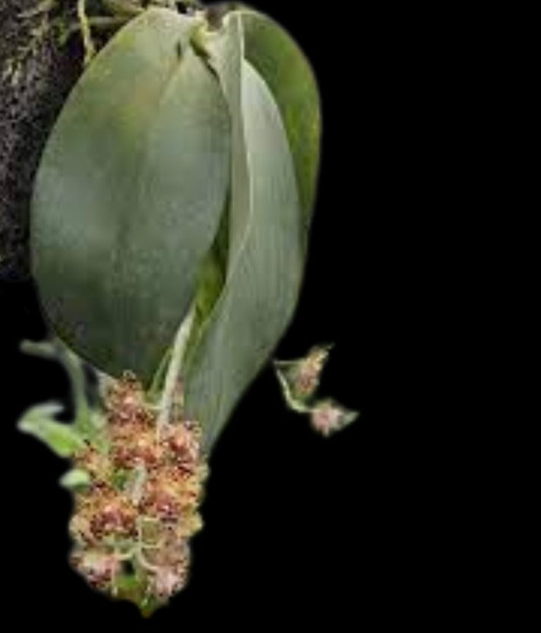 Phalaenopsis gigantea Phalaenopsis La Foresta Orchids 