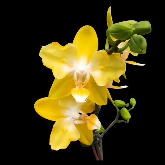 Phalaenopsis I-Hsin Beaming Sun 'peloric 2 eyes' Phalaenopsis La Foresta Orchids