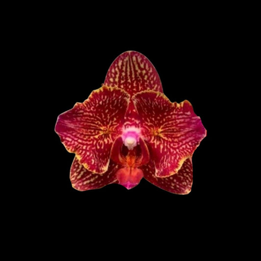 Phalaenopsis I-Hsin Claire '551' Peloric Phalaenopsis La Foresta Orchids
