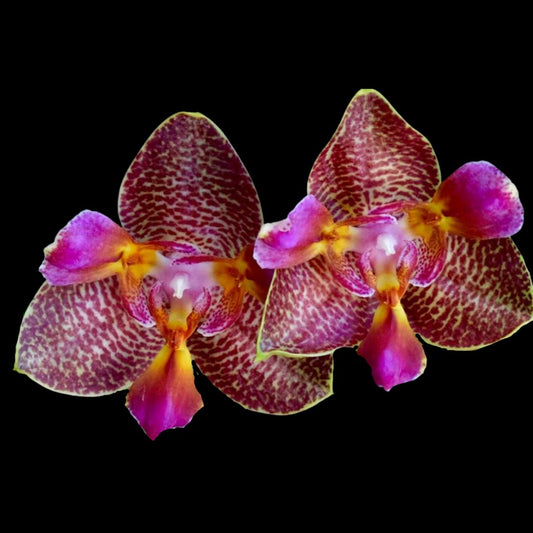 Phalaenopsis Joy Fairy Tale - In BLOOM! Phalaenopsis La Foresta Orchids