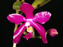 Phalaenopsis lueddemanniana var. pulchra Phalaenopsis La Foresta Orchids 