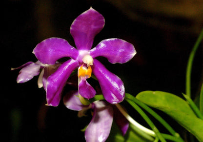 Phalaenopsis lueddemanniana var. pulchra Phalaenopsis La Foresta Orchids 