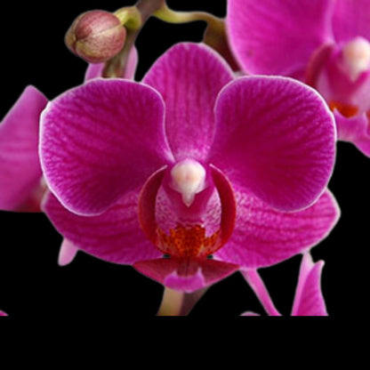 Phalaenopsis Sogo Yenlin 'Variegata' Phalaenopsis La Foresta Orchids 