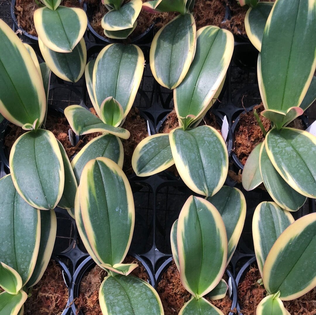 Phalaenopsis Sogo Yenlin 'Variegata' Phalaenopsis La Foresta Orchids