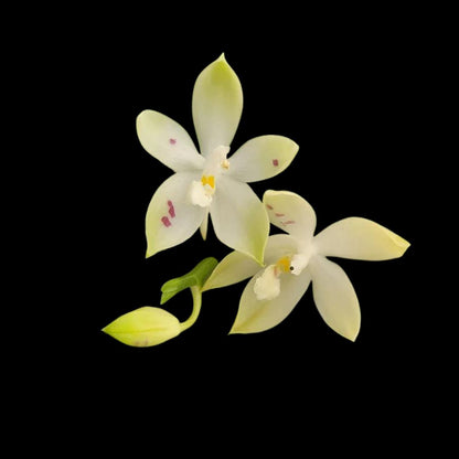 Phalaenopsis tetraspis 'Whisp' Phalaenopsis La Foresta Orchids 
