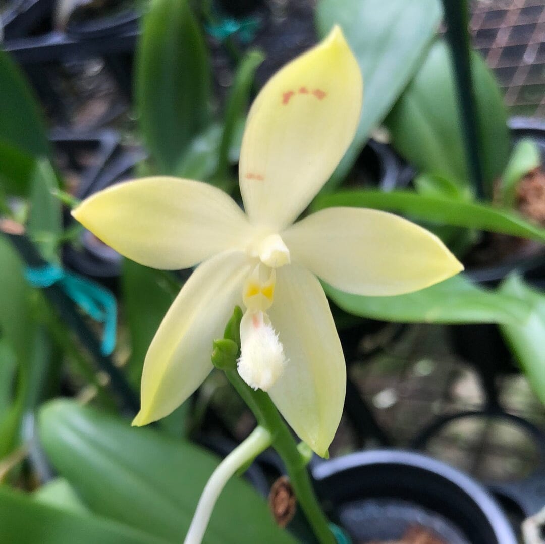 Phalaenopsis tetraspis 'Wisp' - In BLOOM! Phalaenopsis La Foresta Orchids 