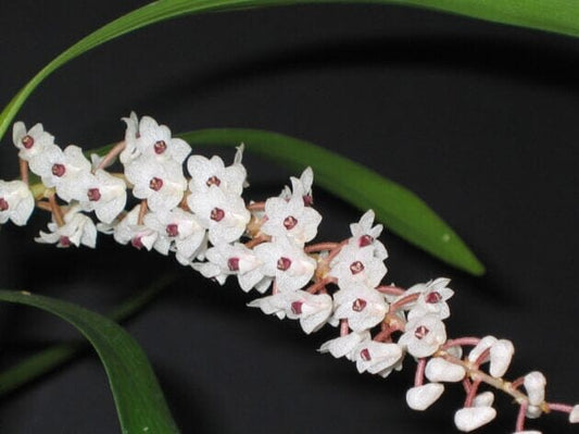 Pinalia floribunda Pinalia La Foresta Orchids