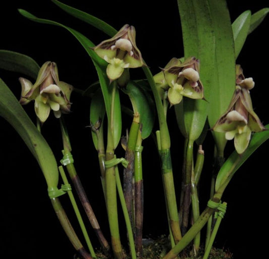 Polystachya galeata Polystachya La Foresta Orchids