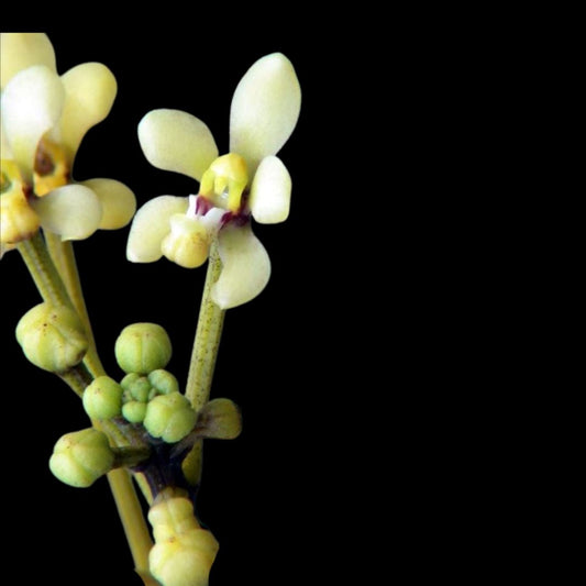 Pomatocalpa bicolor Pomatocalpa La Foresta Orchids