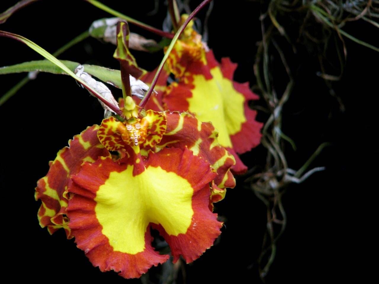 Psychopsis Mendenhall 'Hildos' FCC/AOS Psychopsis La Foresta Orchids 