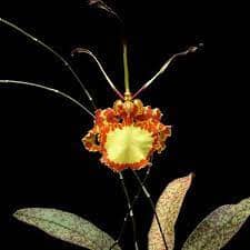 Psychopsis Mendenhall 'Hildos' FCC/AOS Psychopsis La Foresta Orchids