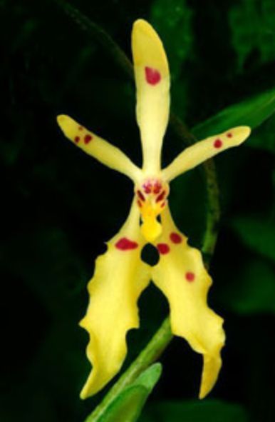 Renanthera citrina Vanda La Foresta Orchids