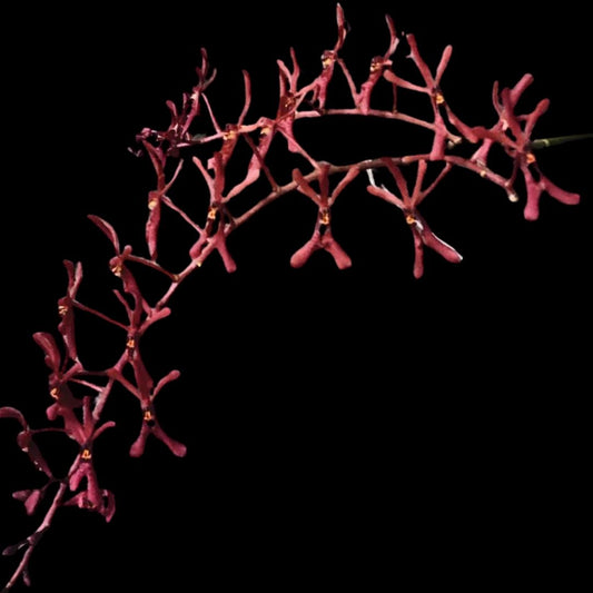 Renanthera isosepala Vanda La Foresta Orchids